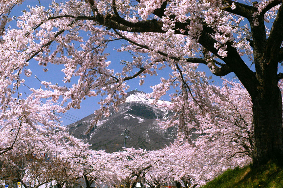 春の釜臥山